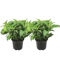 Hortensia - Set om 2 - Hydrangea serrata 'Summerglow' - Höjd 25-40cm - ⌀19cm