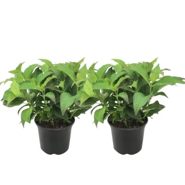 Hortensia - Set om 2 - Hydrangea serrata 'Summerglow' - Höjd 25-40cm - ⌀19cm