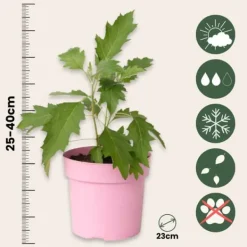 Hortensia - Set om 2 - Hydrangea 'Ice Crystal' - Höjd 25-40cm - ⌀19cm Buskar