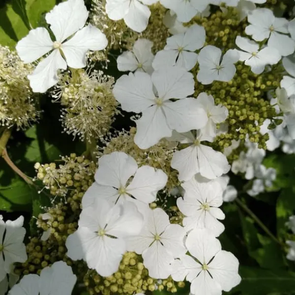Hortensia - Set om 2 - Hydrangea 'Ice Crystal' - Höjd 25-40cm - ⌀19cm Buskar