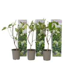 Hot Hortensia - Set om 3 - Hydrangea paniculata - Höjd 25-40cm - ⌀9cm Buskar