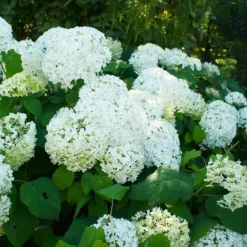 Hot Hortensia - Set om 3 - Hydrangea paniculata - Höjd 25-40cm - ⌀9cm Buskar