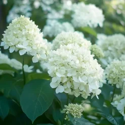 Hot Hortensia - Set om 3 - Hydrangea paniculata - Höjd 25-40cm - ⌀9cm Buskar