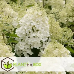 Hot Hortensia - Set om 3 - Hydrangea paniculata - Höjd 25-40cm - ⌀9cm Buskar