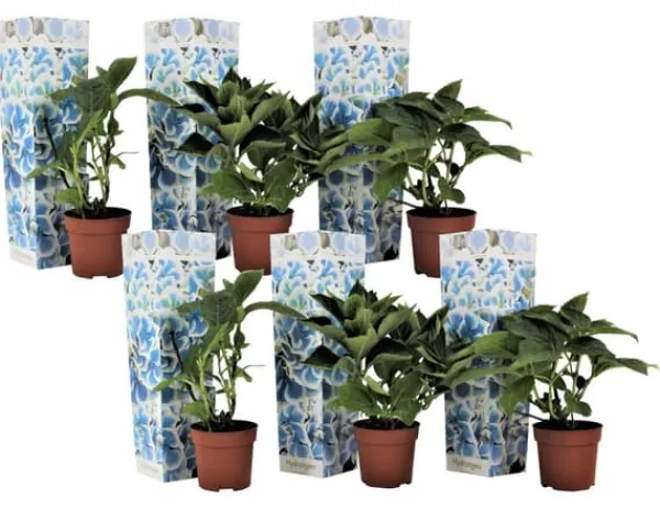 Hortensia - Set om 6 - Hydrangea macrophylla 'Bavaria' - Höjd 25-40cm - ⌀9cm