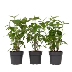 Hortensia - Set om 3 - Hydrangea 'Strong Annabelle' - Höjd 30-40cm - ⌀19cm Krukväxter Inomhus