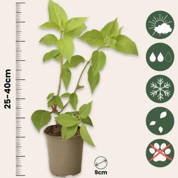 Hortensia - Set om 3 - Hydrangea paniculata 'Pink Lady' - Höjd 25-40cm - ⌀9cm