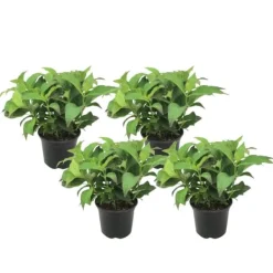Hortensia - Set om 4 - Hydrangea serrata 'Summerglow' - Höjd 25-40cm - ⌀19cm Buskar