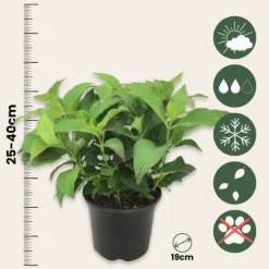 Hortensia - Set om 4 - Hydrangea serrata 'Summerglow' - Höjd 25-40cm - ⌀19cm Buskar