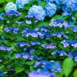 Hortensia - Set om 4 - Hydrangea serrata 'Summerglow' - Höjd 25-40cm - ⌀19cm Buskar