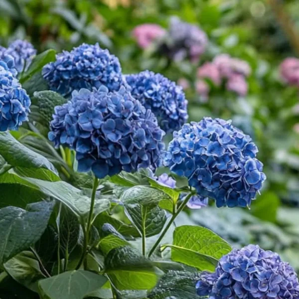 Hortensia - Set om 4 - Hydrangea serrata 'Summerglow' - Höjd 25-40cm - ⌀19cm Buskar