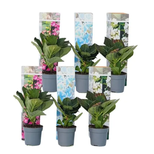 Hortensia - Set om 6 - Hydrangea macrophylla - Höjd 25-40cm - ⌀9cm
