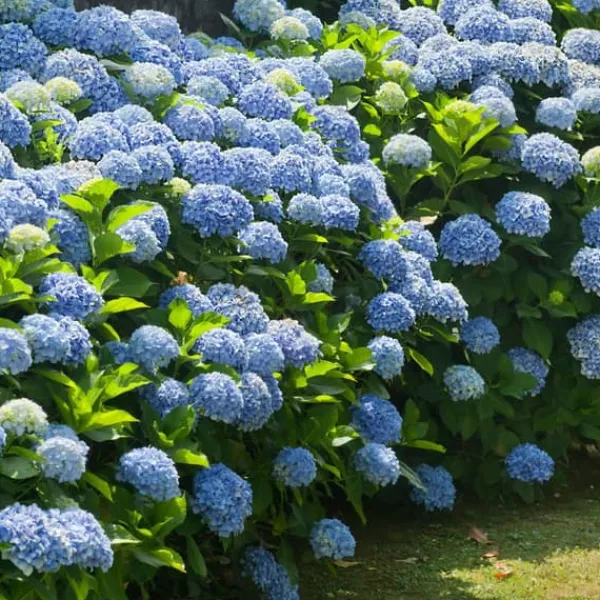 Hortensia - Set om 6 - Hydrangea macrophylla - Höjd 25-40cm - ⌀9cm