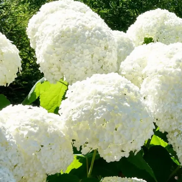 Hortensia - Set om 6 - Hydrangea macrophylla - Höjd 25-40cm - ⌀9cm