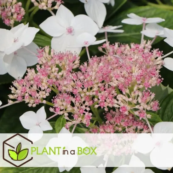Hortensia - Set om 6 - Hydrangea macrophylla - Höjd 25-40cm - ⌀9cm