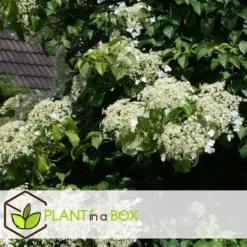 Hortensia - Set om 3 - Hydrangea anomale petiolaris - Höjd 25-40cm - ⌀9cm