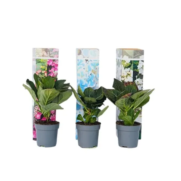 Hortensia - Set om 3 - Hydrangea macrophylla - Höjd 25-40cm - ⌀9cm