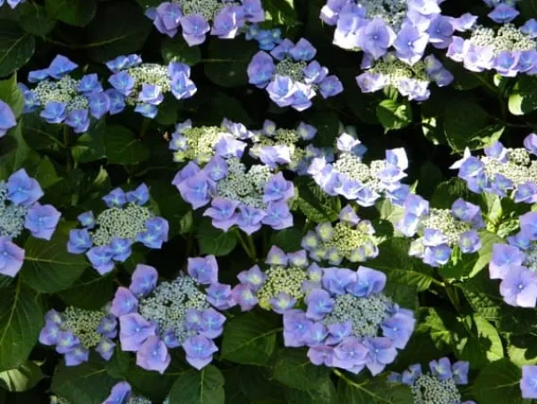 Hortensia - Set om 3 - Hydrangea macrophylla - Höjd 25-40cm - ⌀9cm