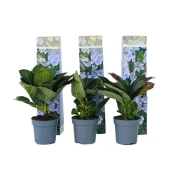 Clearance Hortensia - Set om 3 - Hydrangea macrophylla teller - Höjd 25-40cm - ⌀9cm Krukväxter Inomhus