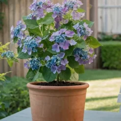 Clearance Hortensia - Set om 3 - Hydrangea macrophylla teller - Höjd 25-40cm - ⌀9cm Krukväxter Inomhus
