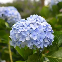 Clearance Hortensia - Set om 3 - Hydrangea macrophylla teller - Höjd 25-40cm - ⌀9cm Krukväxter Inomhus
