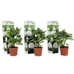Hortensia - Set om 3 - Hydrangea macrophylla 'Wudu' - Höjd 25-40cm - ⌀9cm