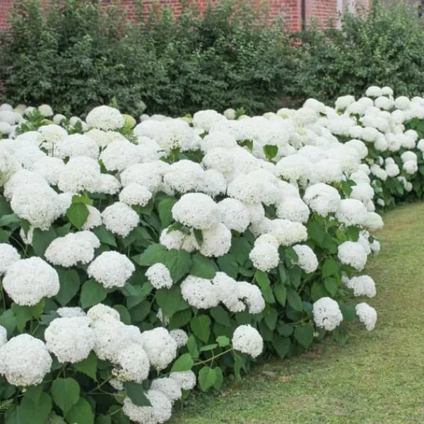 Hortensia - Set om 3 - Hydrangea macrophylla 'Wudu' - Höjd 25-40cm - ⌀9cm