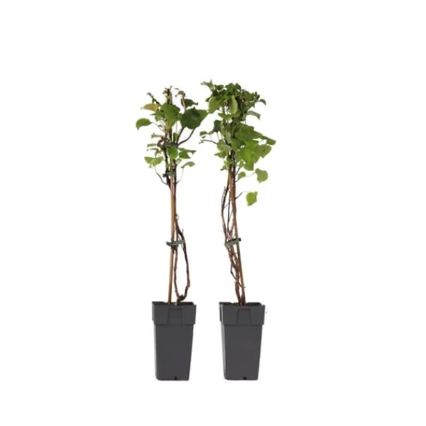 Hortensia - Set om 2 - Hydrangea anomale Petiolaris - Höjd 60-70cm - ⌀15cm