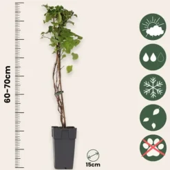 Hortensia - Set om 2 - Hydrangea anomale Petiolaris - Höjd 60-70cm - ⌀15cm