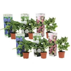 Clearance Hortensia - Set om 6 - Hydrangea macrophylla - Höjd 25-40cm - ⌀9cm Blommor