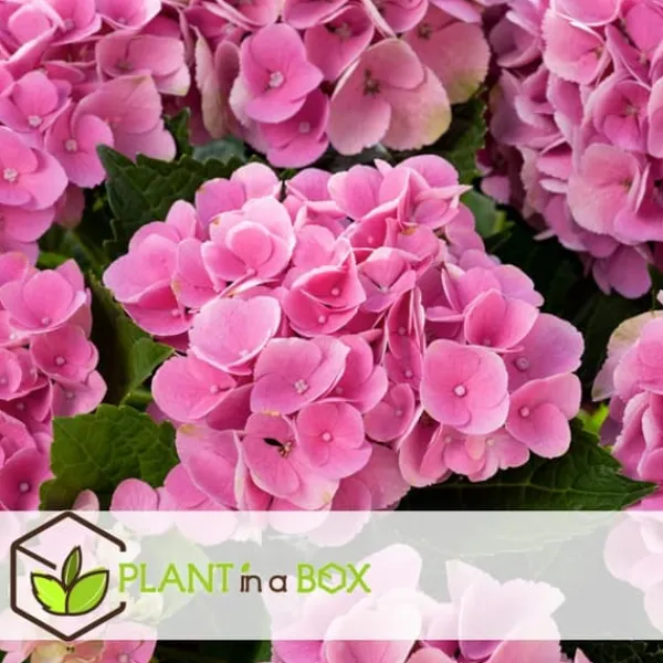 Clearance Hortensia - Set om 6 - Hydrangea macrophylla - Höjd 25-40cm - ⌀9cm Blommor