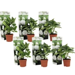 Outlet Hortensia - Set om 6 - Hydrangea macrophylla 'Wudu' - Höjd 25-40cm - ⌀9cm Blommor