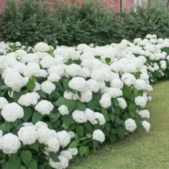 Outlet Hortensia - Set om 6 - Hydrangea macrophylla 'Wudu' - Höjd 25-40cm - ⌀9cm Blommor