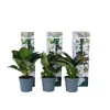 Clearance Hortensia - Set om 6 - Hydrangea macrophylla teller - Höjd 25-40cm - ⌀9cm Trädgårdsväxter