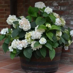 Clearance Hortensia - Set om 6 - Hydrangea macrophylla teller - Höjd 25-40cm - ⌀9cm Trädgårdsväxter
