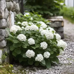 Clearance Hortensia - Set om 6 - Hydrangea macrophylla teller - Höjd 25-40cm - ⌀9cm Trädgårdsväxter