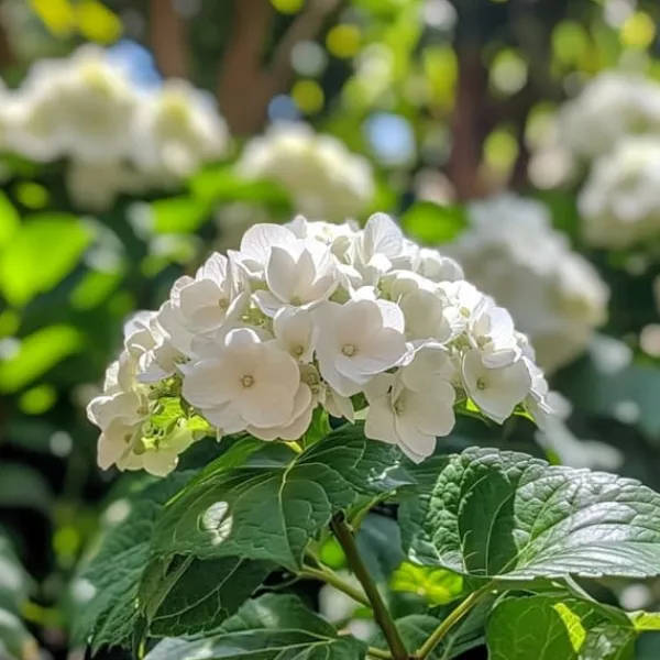 Clearance Hortensia - Set om 6 - Hydrangea macrophylla teller - Höjd 25-40cm - ⌀9cm Trädgårdsväxter