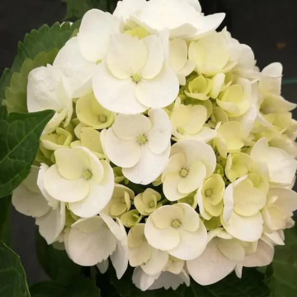 Clearance Hortensia - Set om 6 - Hydrangea macrophylla teller - Höjd 25-40cm - ⌀9cm Trädgårdsväxter
