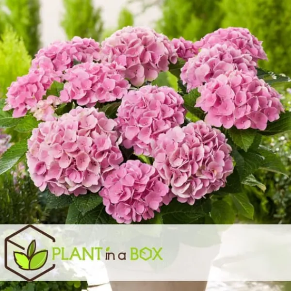 New Hortensia - Set om 3 - Hydrangea macrophylla - Höjd 25-40cm - ⌀9cm Blommor