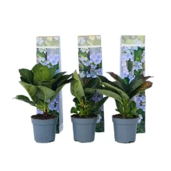 Hortensia - Set om 6 - Hydrangea macrophylla teller - Höjd 25-40cm - ⌀9cm