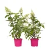 New Hortensia - Set om 2 - Hydrangea paniculata 'Pinky Winky' - Höjd 25-40cm - ⌀19cm Buskar