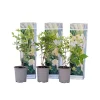 Hortensia - Set om 3 - Hydrangea paniculata 'Phantom' - Höjd 25-40cm - ⌀9cm Buskar