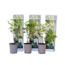 Hortensia - Set om 3 - Hydrangea paniculata 'Phantom' - Höjd 25-40cm - ⌀9cm Buskar