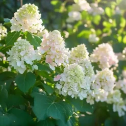 Hortensia - Set om 3 - Hydrangea paniculata 'Phantom' - Höjd 25-40cm - ⌀9cm Buskar