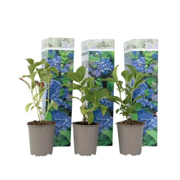 Discount Hortensia - Set om 3 - Hydrangea macrophylla 'Early Blue' - Höjd 25-40cm - ⌀9cm Blommor