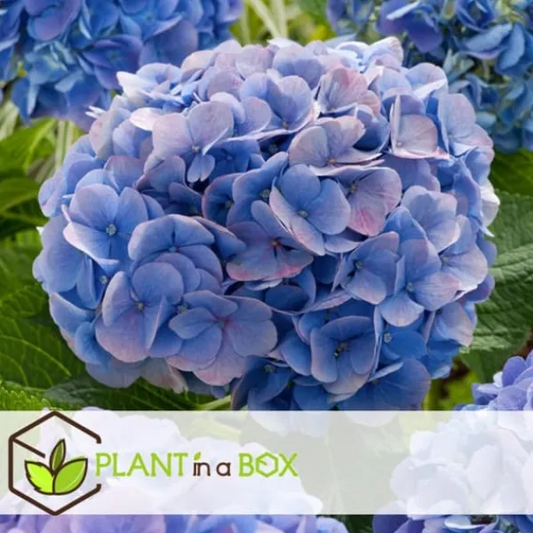 Discount Hortensia - Set om 3 - Hydrangea macrophylla 'Early Blue' - Höjd 25-40cm - ⌀9cm Blommor