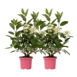 Hortensia - Set om 2 - Hydrangea paniculata 'Early Harry' - Höjd 25-40cm - ⌀19cm