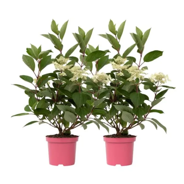 Hortensia - Set om 2 - Hydrangea paniculata 'Early Harry' - Höjd 25-40cm - ⌀19cm