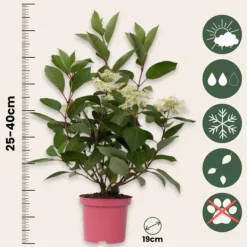 Hortensia - Set om 2 - Hydrangea paniculata 'Early Harry' - Höjd 25-40cm - ⌀19cm