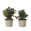 New Hortensia - Set om 2 - Hydrangea 'Dare Devil' - Höjd 25-40cm - ⌀19cm Buskar